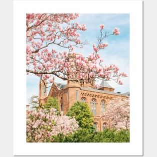 Cherry Blossom 1 Posters and Art